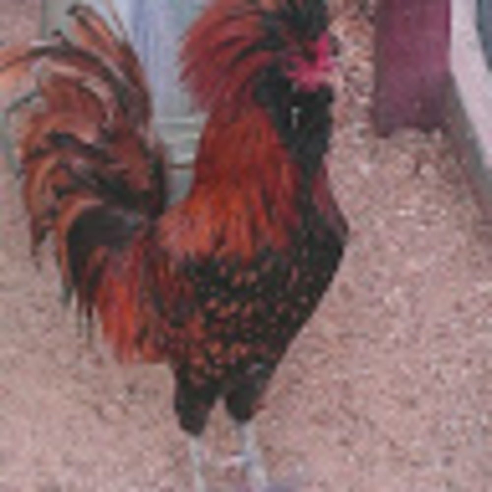 Meet your Posher, Jolene